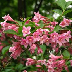 Вейгела цветущая ‘Pink Princess’ Weigela florida ‘Pink Princess’